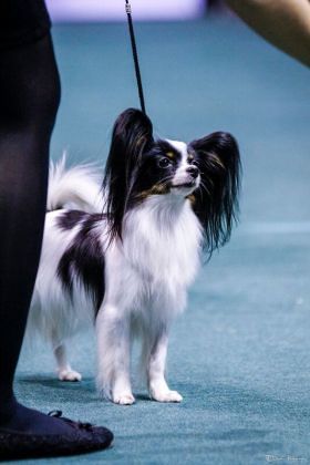 Impact Dog Show Bangkok 2016