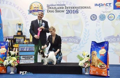 Topwinning Papillon allover the world, here Bangok Impact Dog Show 2016, judged by Mr L. Pichard
