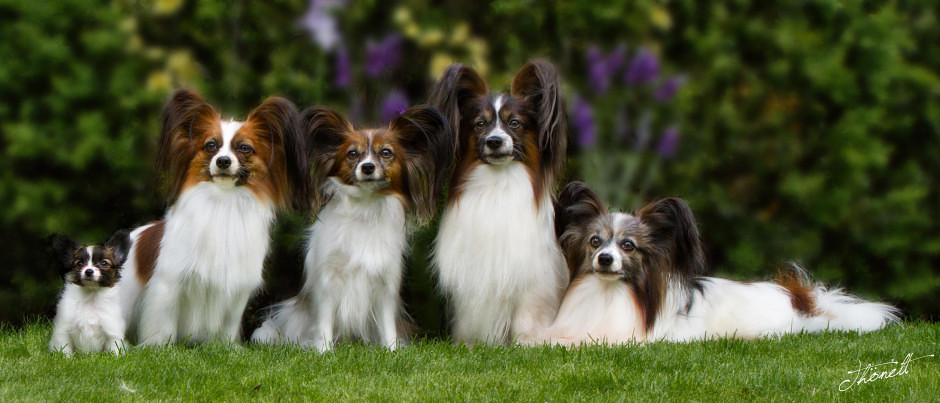 Chercher une gardienne pour les chiens