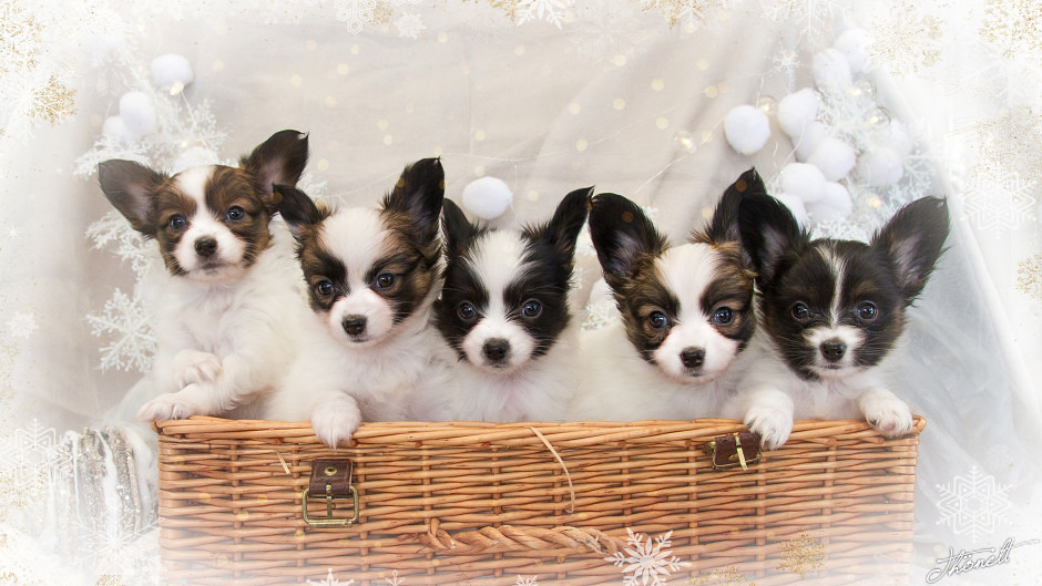 BEITR GE VON PAPILLON visual data 6