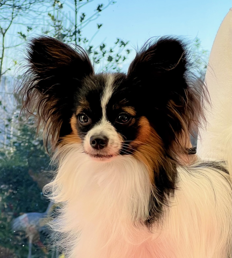 ***News***

1 y. old sweet male is looking for a new home