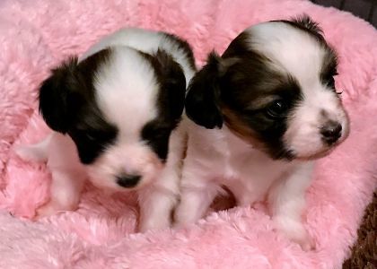 T-litter Phalène 1/1
Puppies out of Hugo X BonBon